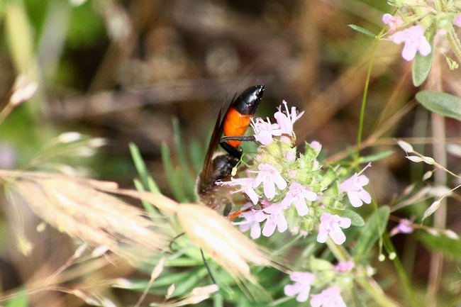 Sphex sp.. Forse, S. funerarius